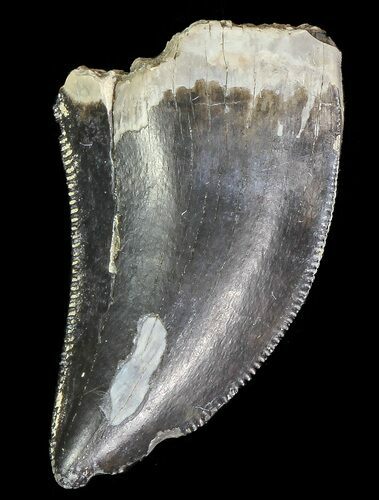 Serrated Theropod Tooth - Alberta (Disposition #-) #67627